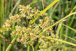 Green flatsedge